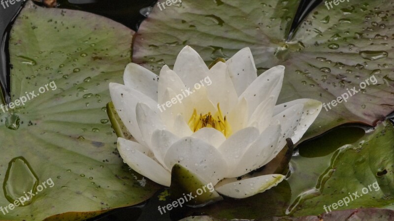 Water Lily Weis Pond Free Photos