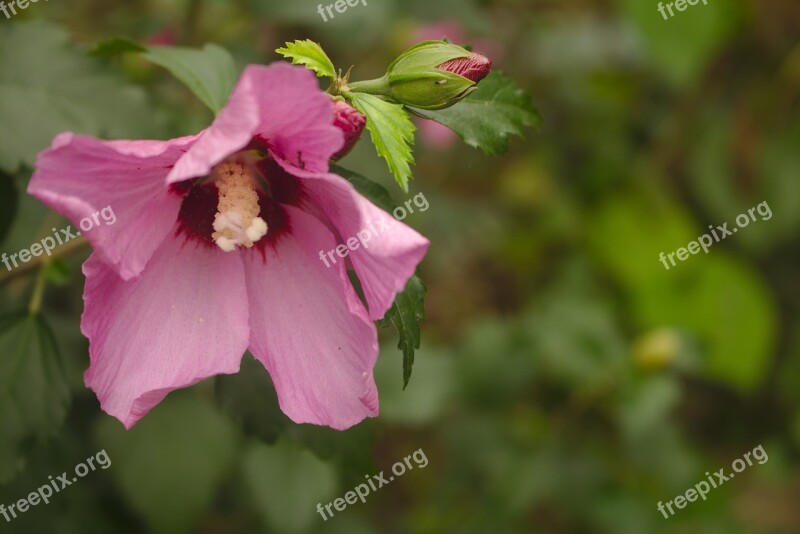 Hollyhock Flower Garden Organic Healthy