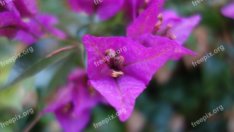 Blossom Bloom Purple Sardinia Summer