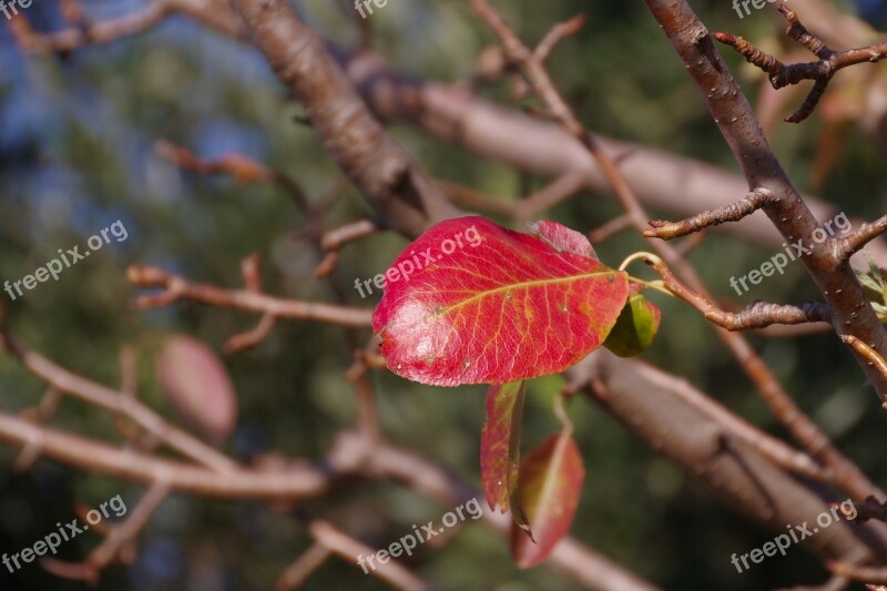 Leaf Leaves Plant Winter However