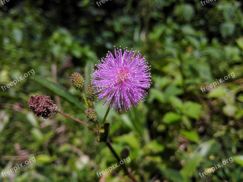 Shameplant Mimosa Pudica Flower Red Green