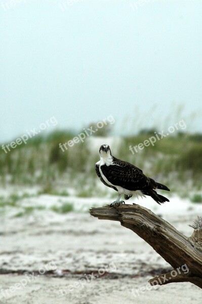 Osprey Perched Raptor Bird Nature