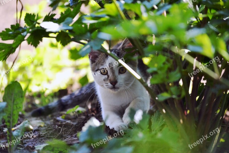 Cat Kitten Tabby Celery Pet