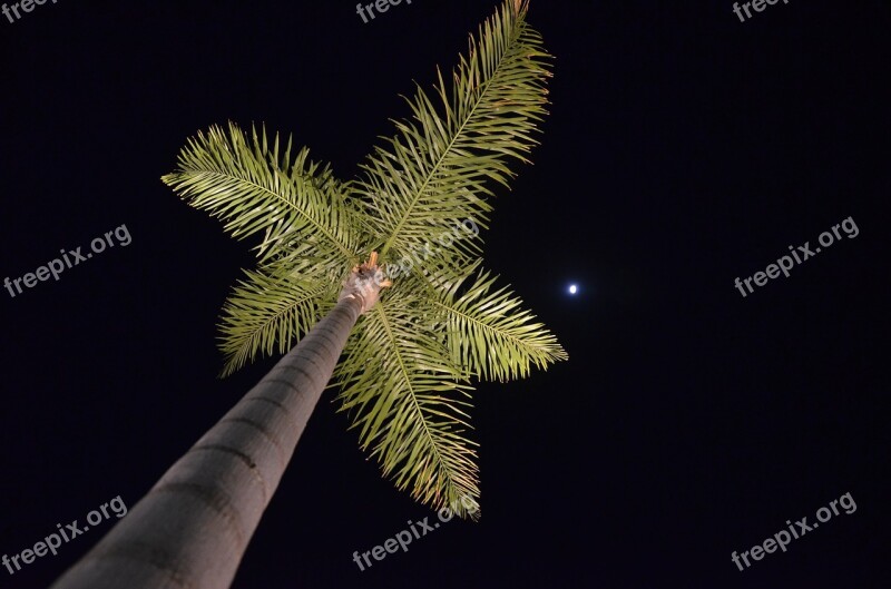 Palm Tree Nocturne Moon Free Photos