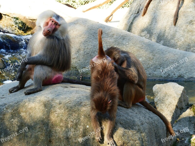 Baboon Hamadryas Primates Old World Monkey Monkey