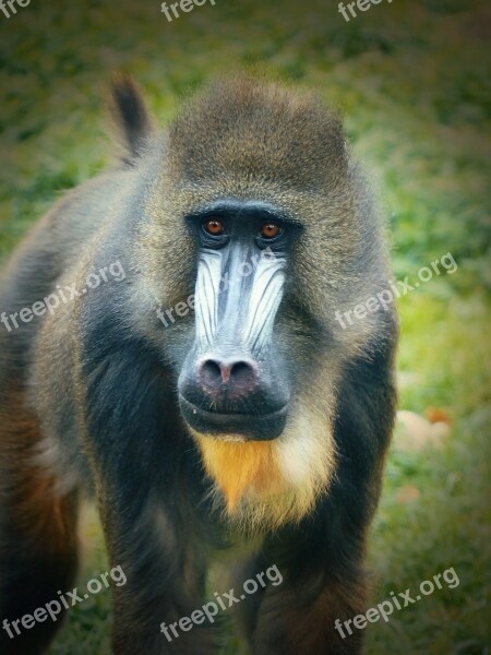 Monkey Mandrill Zoo Zoo Augsburg Males