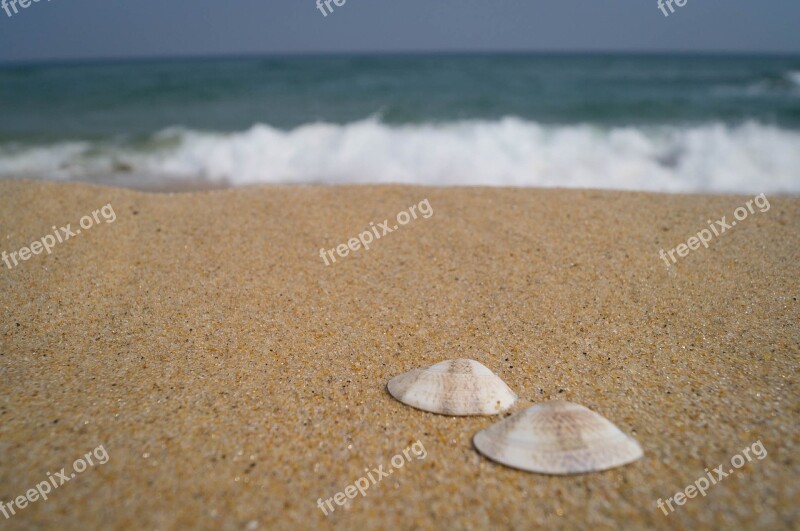 Sea Clam Shell Ocean Water