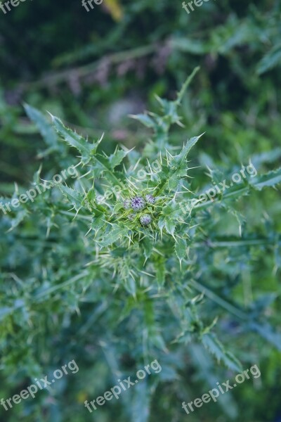 Thistle Plant Nature Forest Ground