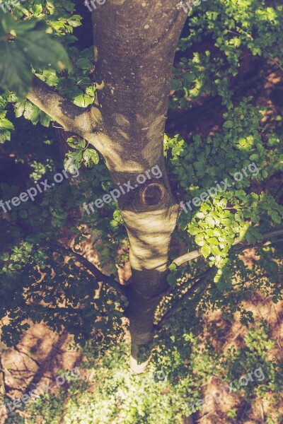 Treetop Path From Above Forest More