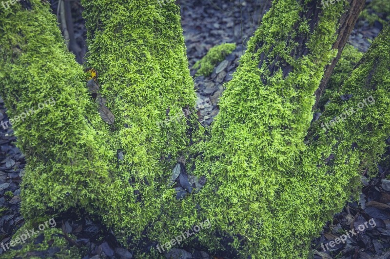 Moss Tree Forest Nature Bark