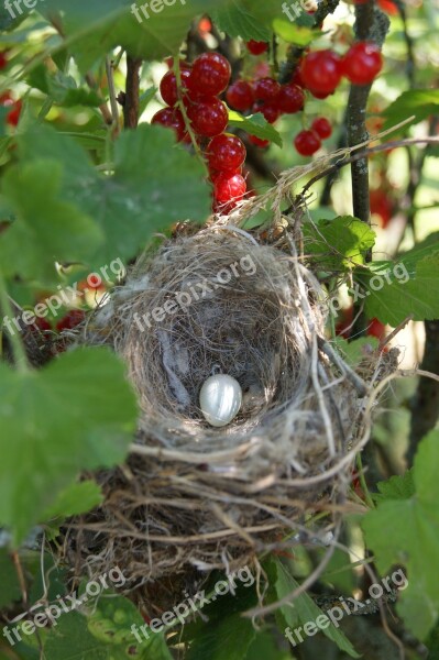 Socket Currant Bird Animal Free Photos