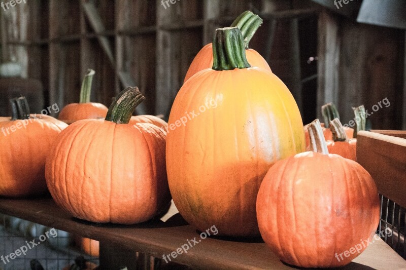 Halloween Pumpkins Autumn Fall Orange