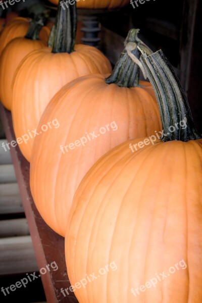 Halloween Pumpkins Autumn Fall Orange