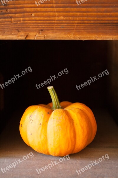 Halloween Pumpkin Autumn Fall Orange