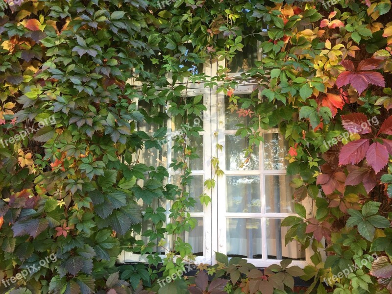 Window Climbing Plant Virginia Creeper Autumn Green