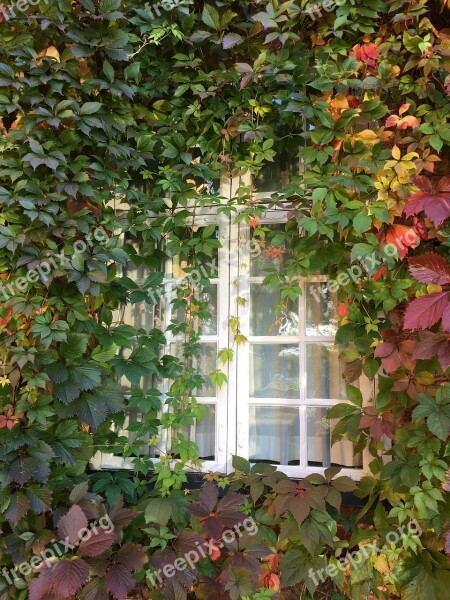 Window Climbing Plant Virginia Creeper Autumn Green