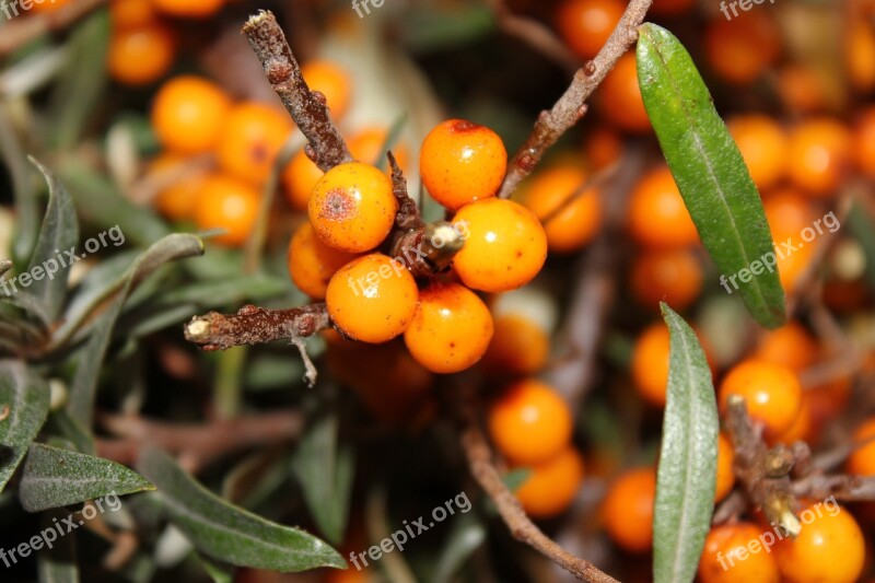 Berry Autumn Orange Berries Sea-buckthorn Free Photos