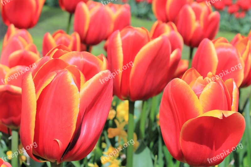 Tulips Flowers Handsomely Free Photos