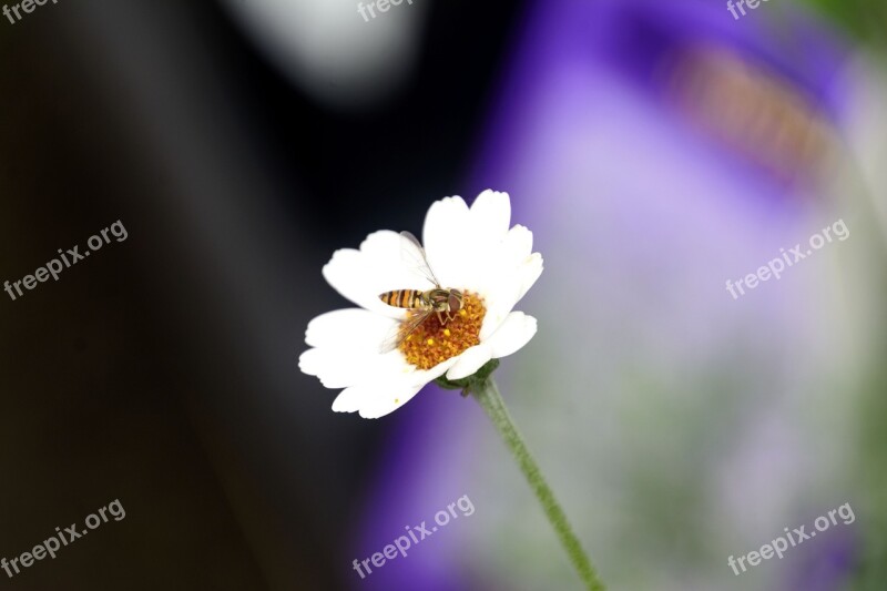 Flower Nature Scotland Plant Daisy