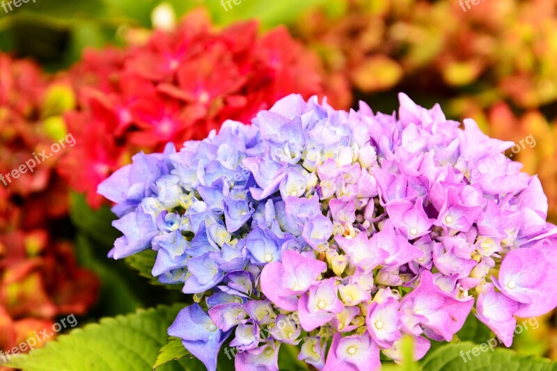 Hydrangea Flower Plant Colored Free Photos