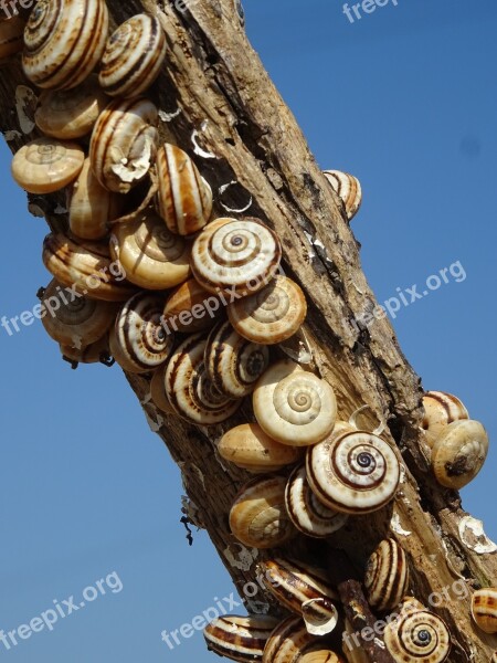 Snails Branch Snail Shell Nature Free Photos