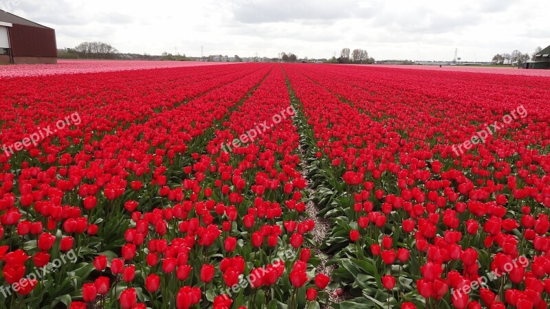 Field Of Tulips Spring Red Flower Field Free Photos