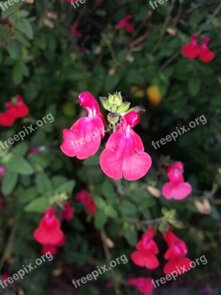 Sage Salvia Greggii Flower Plant Free Photos