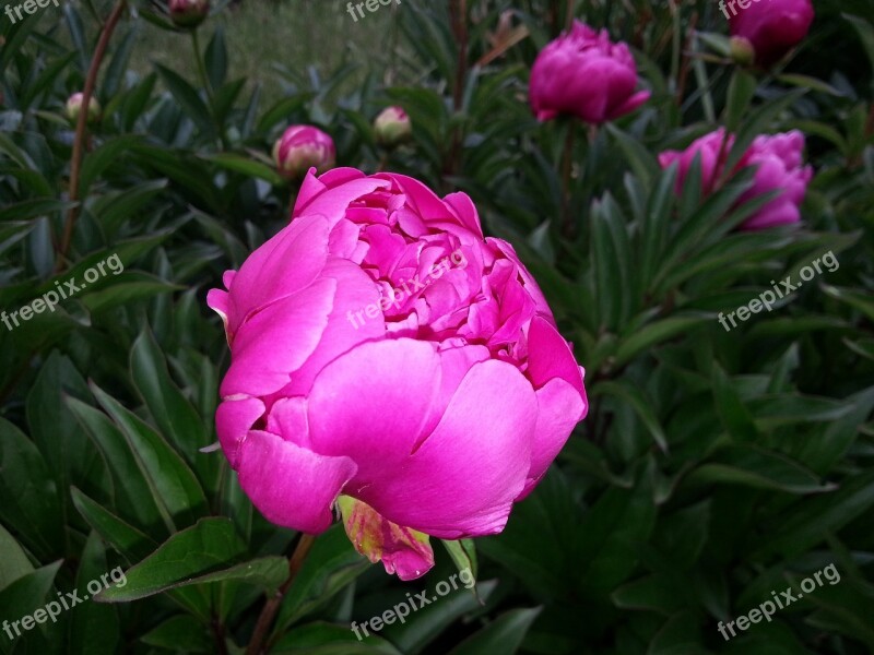 Peony Large Flower Pink Spring Nature