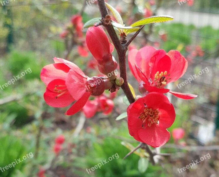 Chaenomeles Speciosa Nakai Sweet Red Flower Winter Flower Free Photos