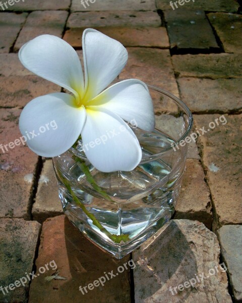 Fragrapanti Flowers More Information Frangipani White