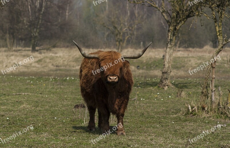 Nature Animals Beef Scottish Highlander Wild