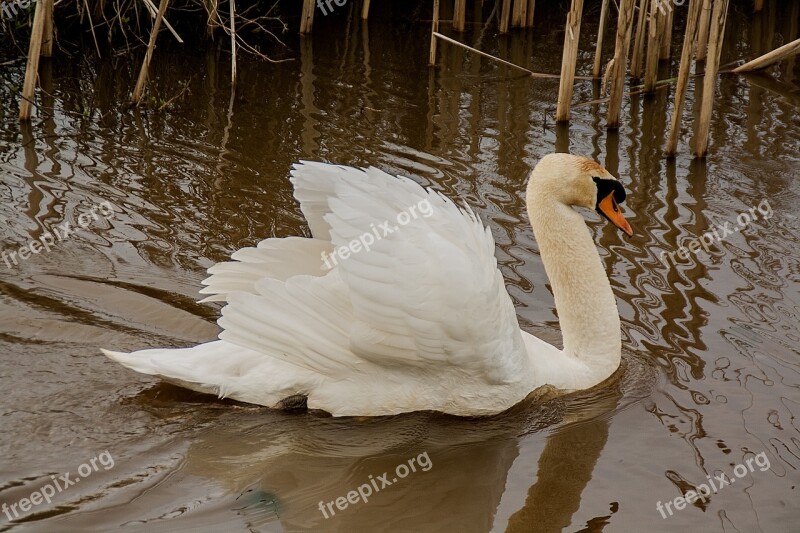 Swan Animals Waterfowl Whooper Swan Nature