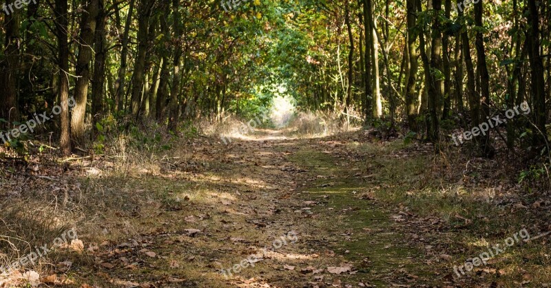 Forest Path Trail Travel Ferry