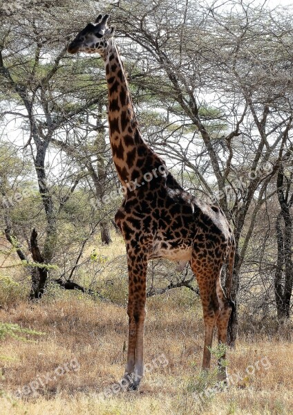 Giraffe Wilderness Wild Safari Kenya