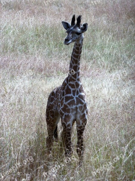 Giraffe Wild Tanzania Serengeti Safari