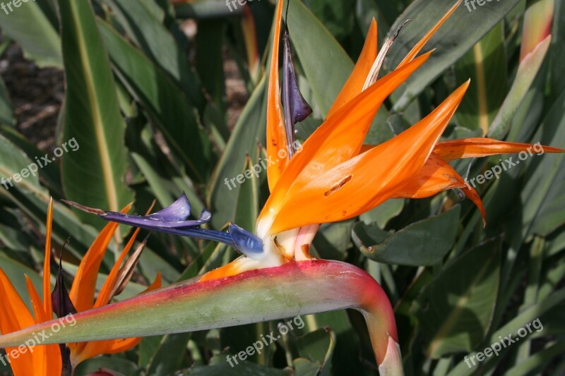 Bird Paradise Flower Exotic Botany