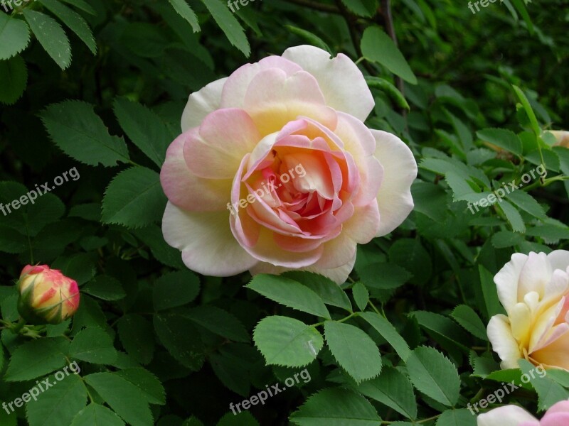 Rose Flower Rose Flower Rose Petals Macro