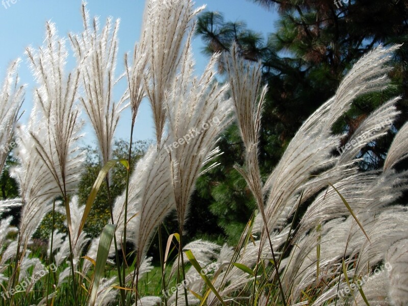 Grass Nature Wind Blade Of Grass Summer