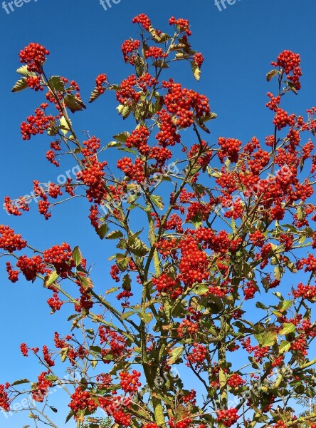 Nature Plant Rowan Mountain Ash Tree Or Bush