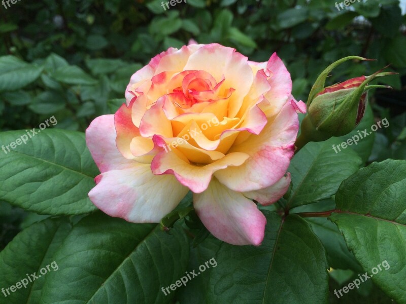 Rose Blossom Bloom Flower Pastellfarben