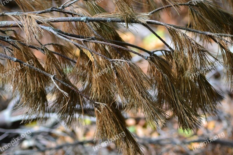 Bush Pine Ground Forest Wood