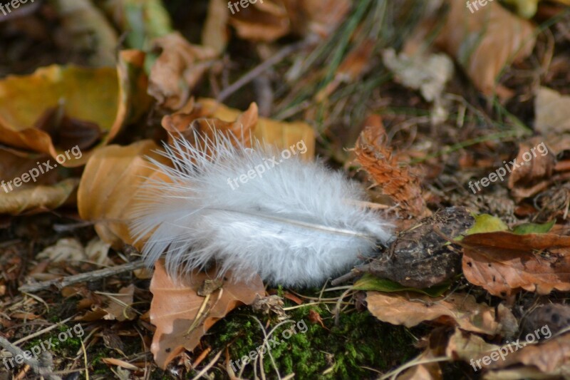 Forest Floor Forest Leaves Feather To Find