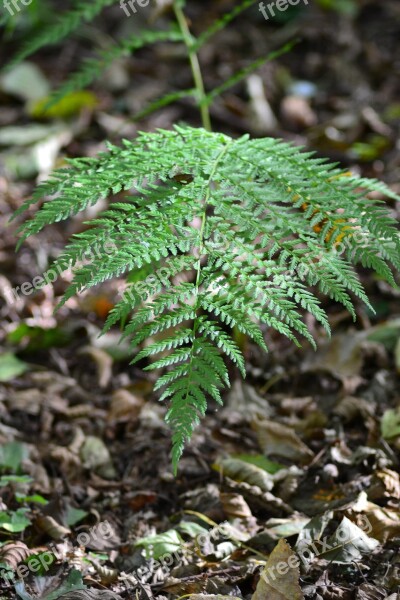 Forest Fern Close Up Nature Leaf Fern