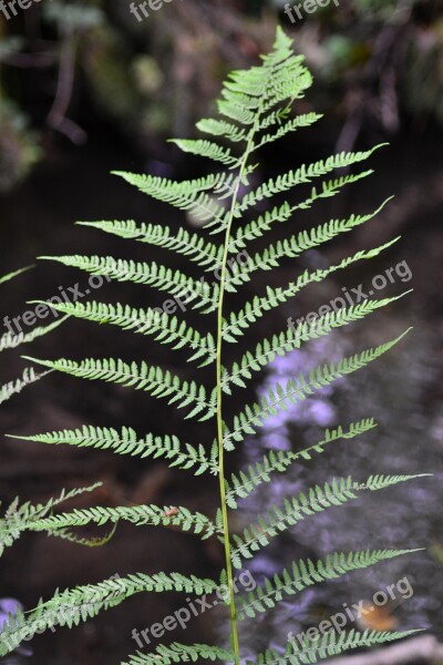 Forest Fern Close Up Nature Leaf Fern