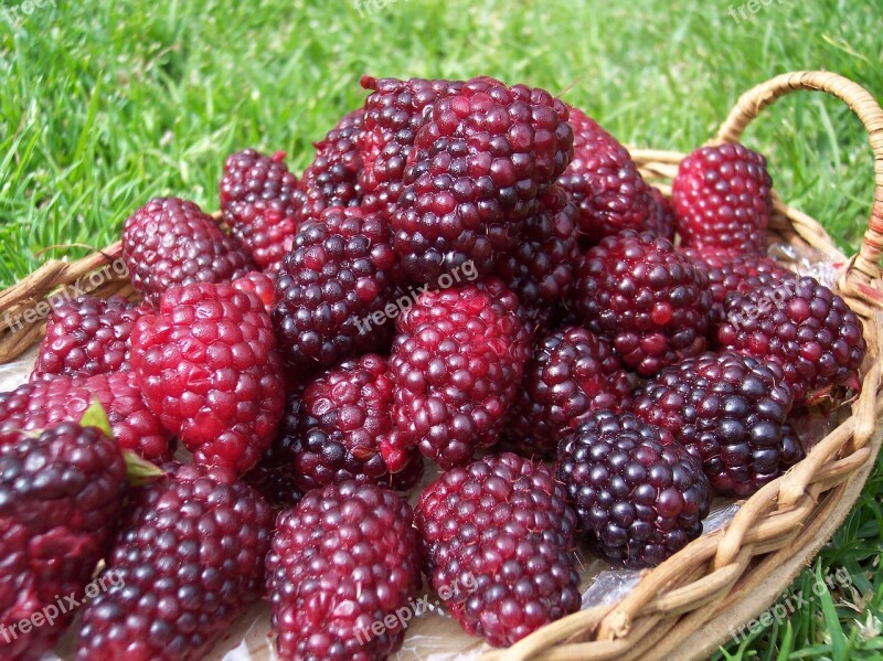 Blackberries Nature Fruit Summer Basket