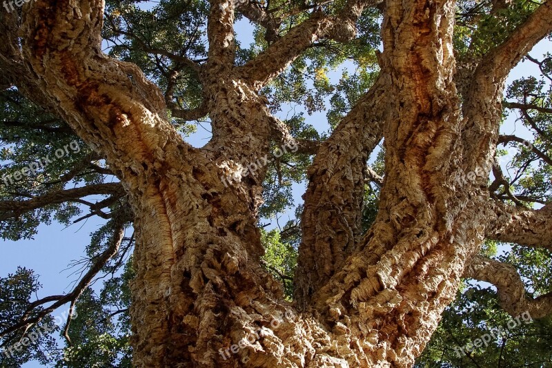 Oak Cork Quercus Suber Evergreen Tree