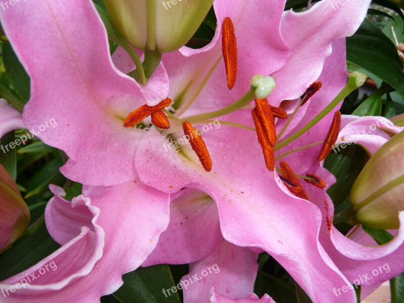 Flower Plant Nature Summer Flower Pink Flower