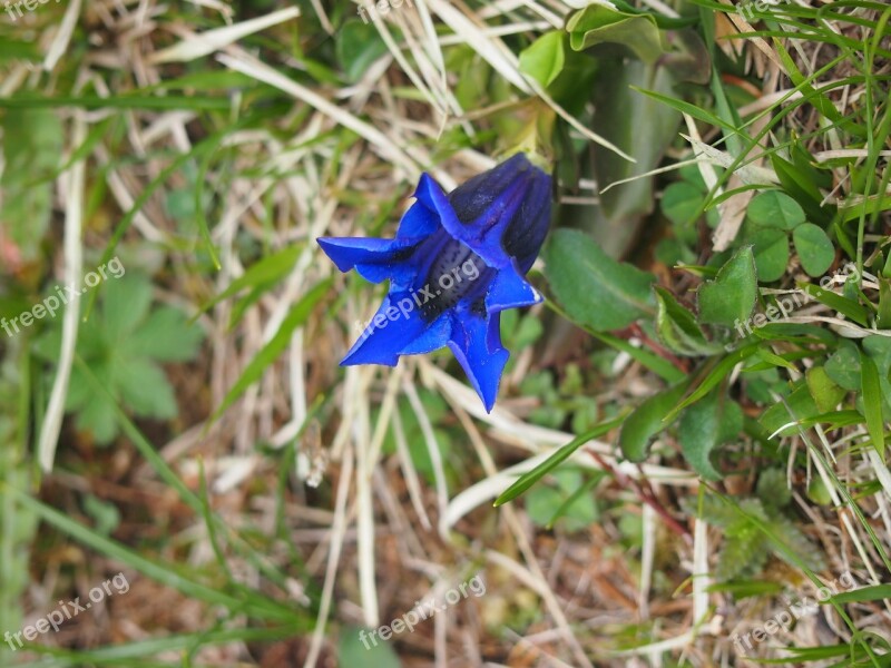 Gentian Blue Bells Gentian Flower Alpine Flower