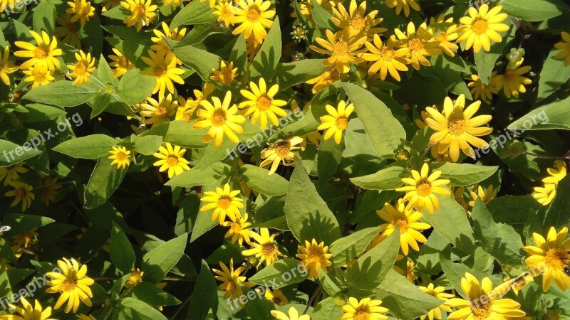 Small Yellow Flowers Nature Garden Flower Spring