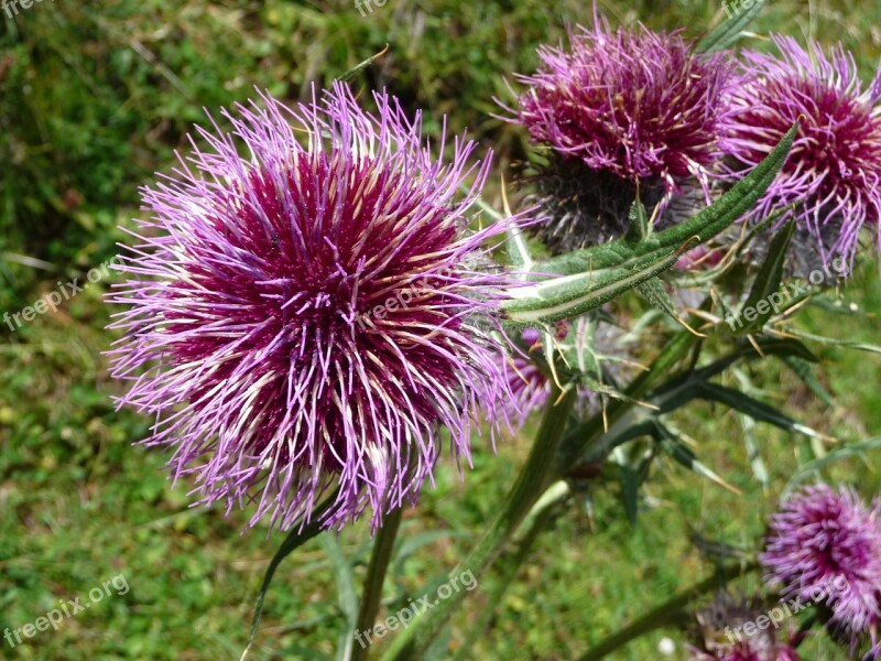 Flower Mountain Flora Blossom Bloom Nature